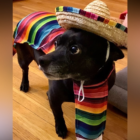 dog sombrero and poncho costume